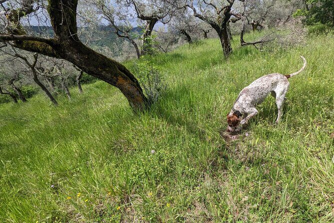 2 hours Private Activity - Truffle hunting in Assisi - How the Hunt Unfolds: What You’ll Do Step by Step