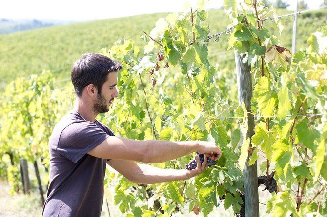 4 Wines Tasting with 2 Tuscan Cheeses & Tour at the winery - Timing and pace: 1 hour 40 minutes that won’t drag