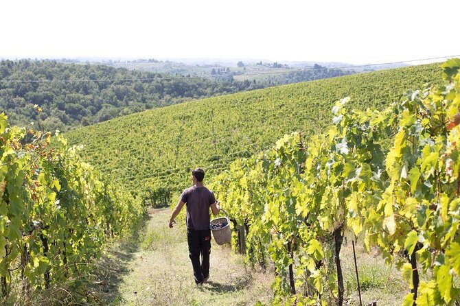 4 Wines Tasting with 2 Tuscan Cheeses & Tour at the winery - Vineyard walk: when you may get outside time