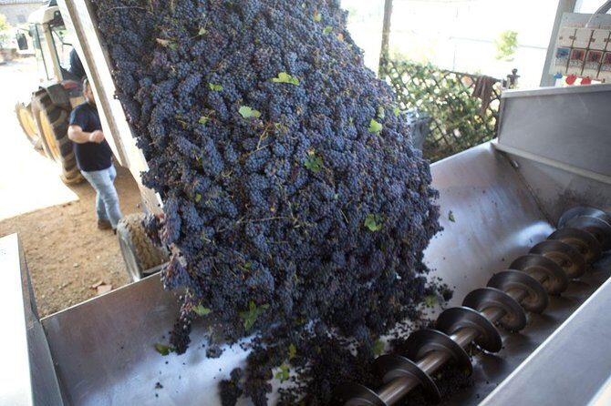 4 Wines Tasting with 2 Tuscan Cheeses & Tour at the winery - Logistics that matter on the day