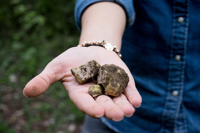 5 Hours Truffle Hunt Experience with Cooking Class - The Truffle Hunt: Where the Excitement Actually Happens