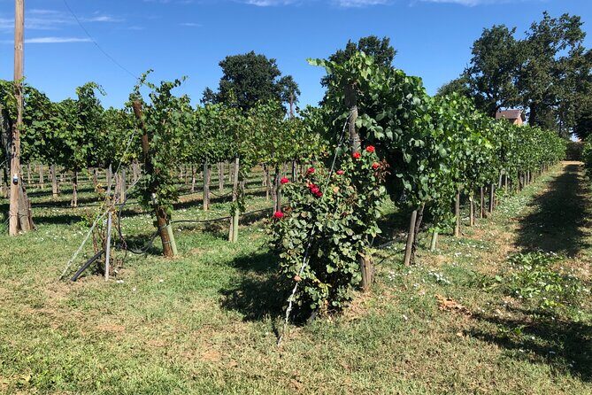 All In: Lambo,Ferrari,Balsamic,Wine, Parmigiano, PrivateTransport - Caseificio Bio Reggiani: cows, aging storage, and tasting you can name