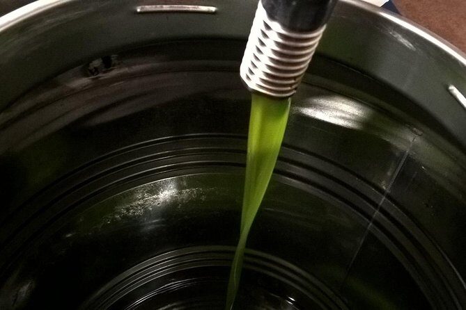 Apprentice Olive Oil taster for a day! - Entering the olive groves: Assisi’s olive oil tasting class