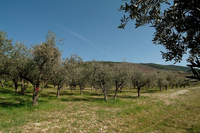 Apprentice Olive Oil taster for a day! - The wine and food pairing: more than snacks, a flavor lesson