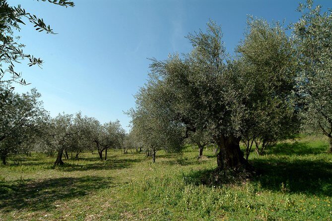 Apprentice Olive Oil taster for a day! - The tasting method: learning extra virgin quality the practical way