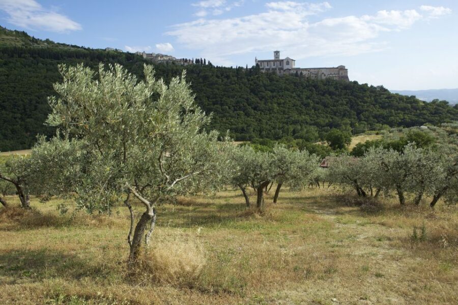 Assisi: Bosco di San Francesco Entry Ticket - Key highlights to look for