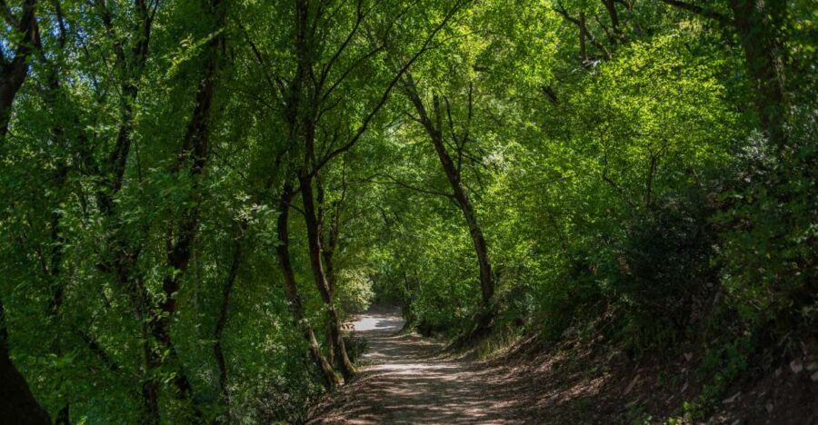 Assisi: Bosco di San Francesco Entry Ticket - Your 1-hour plan: how the walk usually fits your day