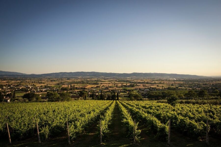 Assisi: Organic Winery Tour with Tastings & Typical Food - Timing, group style, and what 1 hour really means