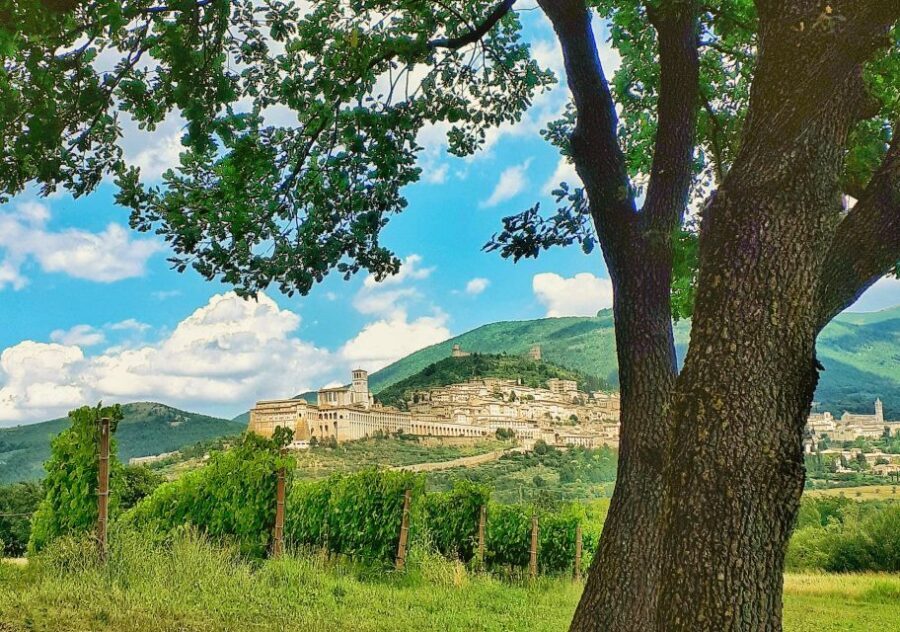 Assisi: Wine tasting, gourmet pairing, walk in the vineyards - Where the experience starts: SAIO Wine Shop in Assisi