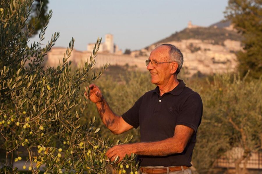 Assisi: Wine tasting, gourmet pairing, walk in the vineyards - Learning the grape-growing story: boards and an English booklet