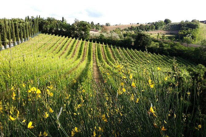 Authentic Tuscan Cooking Class & Winery Tour in San Gimignano - Who this works best for (and who might not love it)