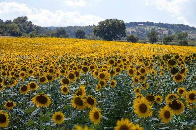 Bevagna E-Bike Farm to Table - What the e-Bike Actually Gives You on This Route