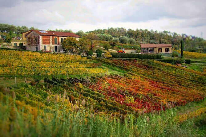 Bike Ride & WIne Tasting - Stop 1 in Mutigliano: A Farm Welcome with Olive Oil and Wine