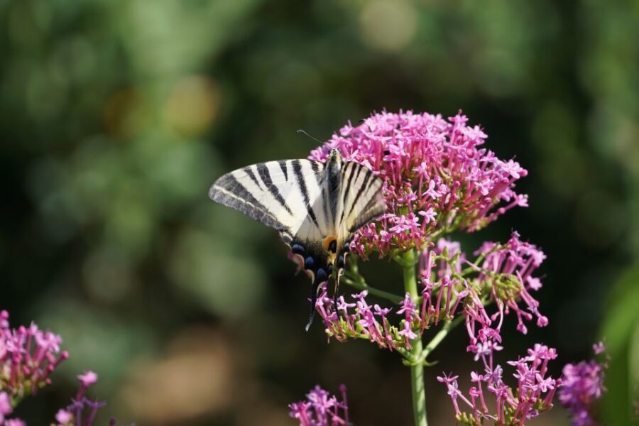 Boboli Gardens Skip-the-Line Tour - Price and Value: Is $178.42 Worth It?