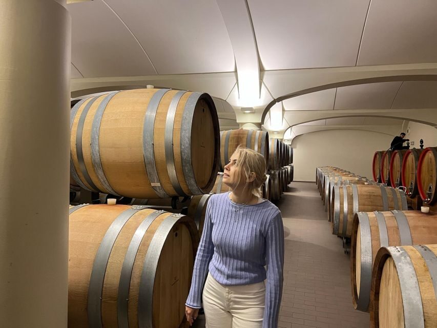 Bologna Vineyard Vista: a journey through Emilian wines - Bologna hills, vineyards, and cellar air you can smell