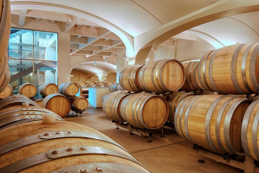 Bologna Vineyard Vista: a journey through Emilian wines - Before the first sip: what you’ll notice in the vineyards