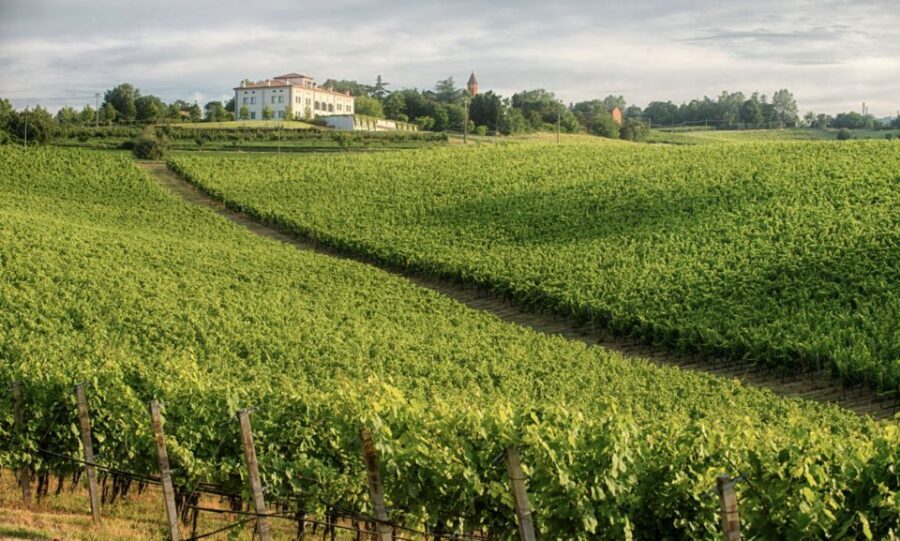 Bologna Vineyard Vista: a journey through Emilian wines - Choose your route: Classic 1h30 or Deluxe 2h