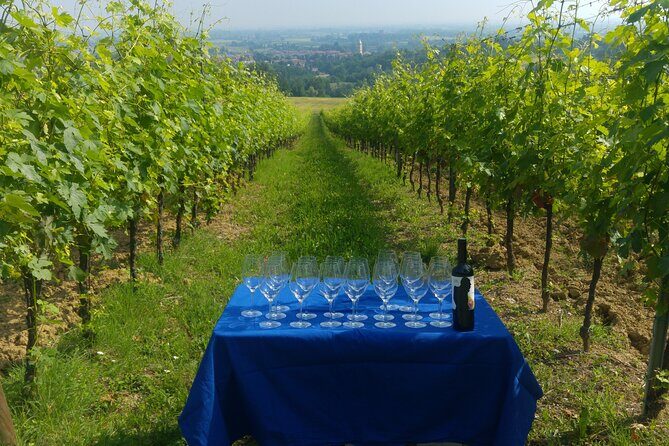 Bologna Wine Tasting & Winery Tour in the Colli Bolognesi - The Wines You’ll Encounter: Local Grapes and a Standout Red