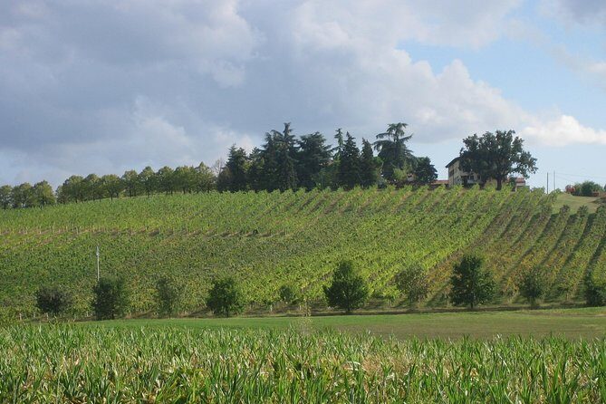 Bologna Wine Tasting & Winery Tour in the Colli Bolognesi - Vineyard Walk: Seeing the Grapes’ Job Before You Taste Them