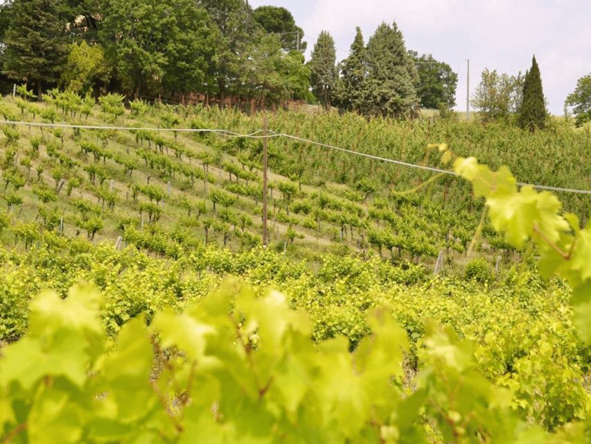 Boutique Winery Tour with Wine Tasting & Food in Bologna - The cellar visit: where tradition meets practical winemaking