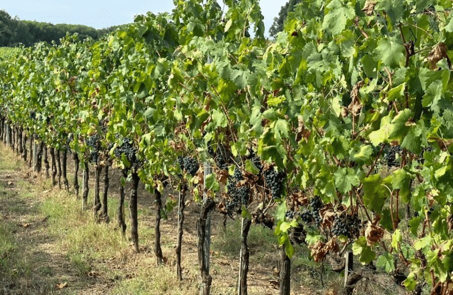 Boutique Winery Visit & Wine Tasting near Arezzo - Inside the vines: what the guide is trying to teach you