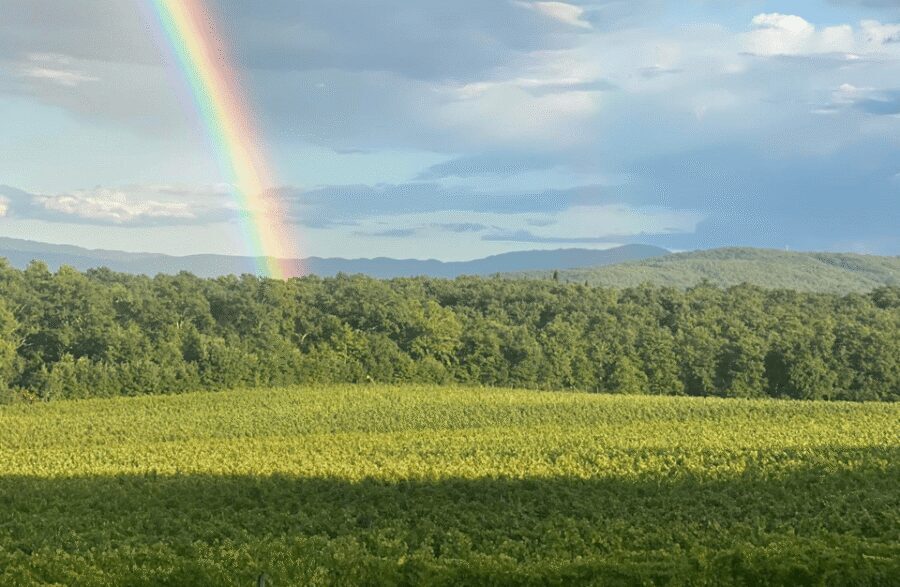 Boutique Winery Visit & Wine Tasting near Arezzo - Snacks, water, and the pacing that keeps you enjoying your day