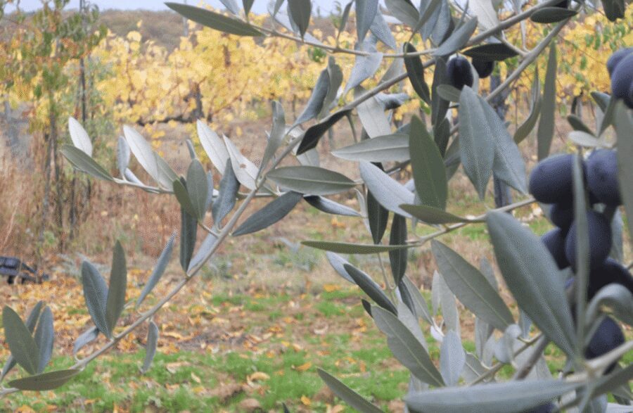 Boutique Winery Visit & Wine Tasting near Arezzo - Price check: is $41 a fair deal for this wine and oil mix?
