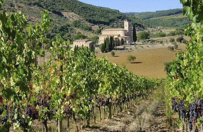 Brunello di Montalcino Wine Experience from Siena - Key points to know before you go