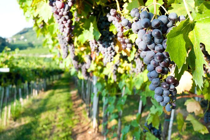 Brunello di Montalcino Wine Experience from Siena - Returning to Siena: keep your schedule flexible
