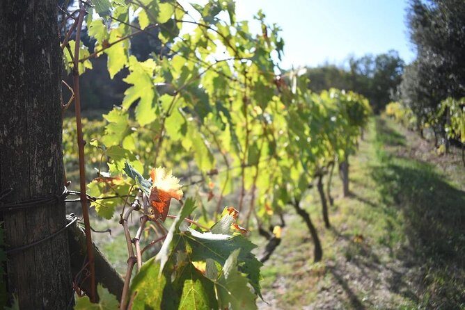 Brunello Vineyards Bus Tour - Stop 2: a second cellar experience with a different feel