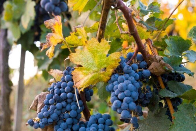 Brunello Wine Tasting from San Gimignano - Snacks and timing: how not to wreck your tasting