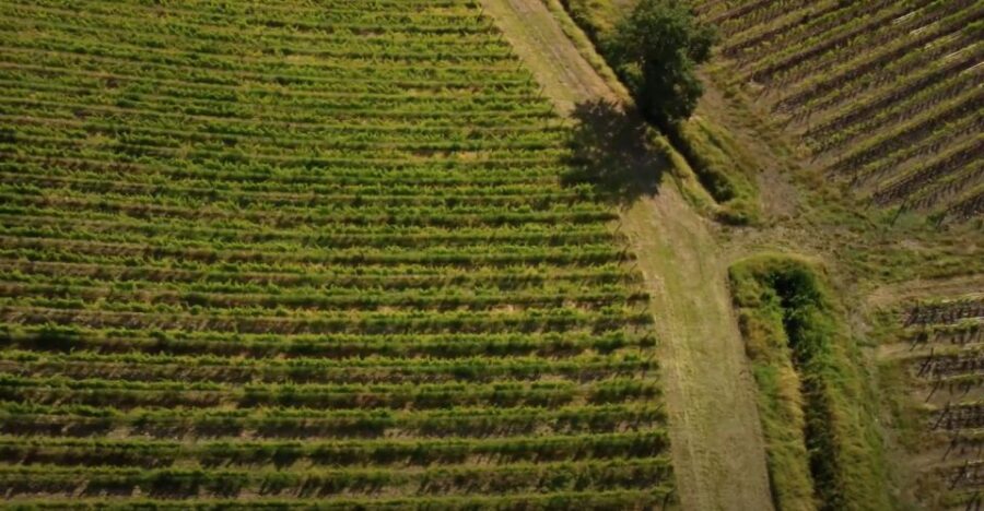 Chianti and Castles Tour From San Gimignano - Who should book this Chianti and Castles tour