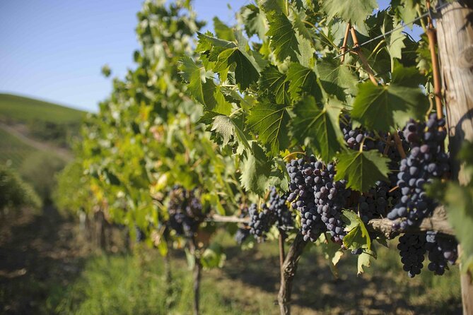 Chianti Classico wine Tour and Tasting - Vineyards and views: the outdoor part actually earns the tasting later