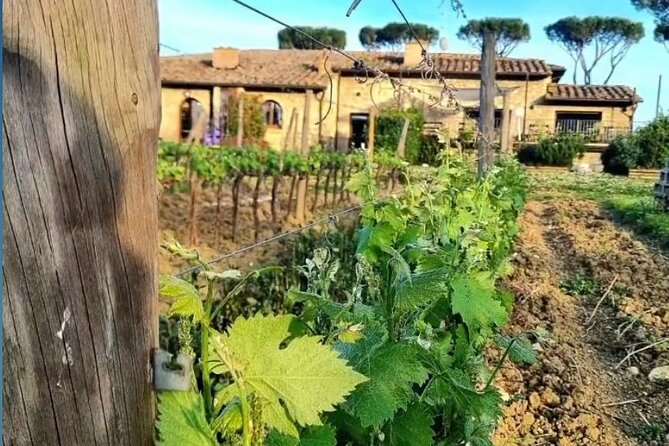 Chianti Classico wine Tour and Tasting - Who should book this Chianti Classico tour?