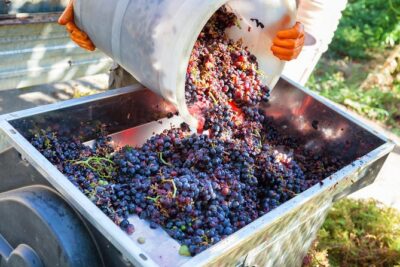 Chianti Half-day Wine Tour in the Tuscan's Hills from Pisa - The BellaItaliaTour stop: vineyards, cantina, and organic know-how