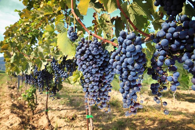 Chianti Half-day Wine Tour in the Tuscan's Hills from Pisa - Price and value: what $107.63 buys you in Tuscany