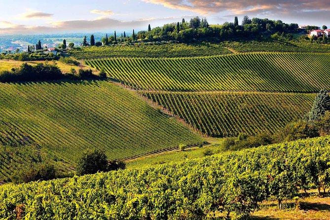 Chianti Half-day Wine Tour in the Tuscan's Hills from Pisa - Should you book this Chianti half-day tour from Pisa?