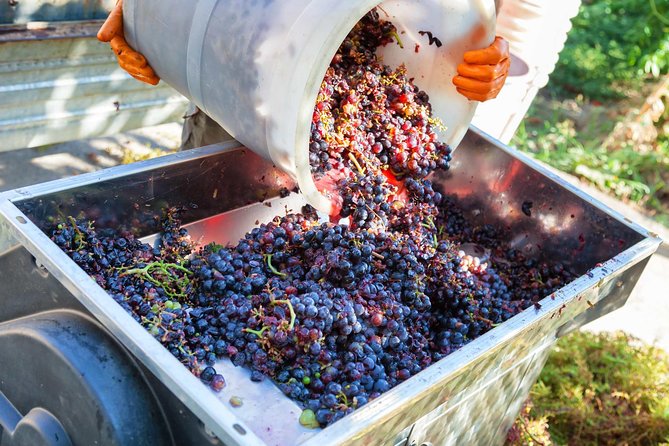 Chianti Half-day Wine Tour in the Tuscan's Hills from Pisa - The BellaItaliaTour stop: vineyards, cantina, and organic know-how