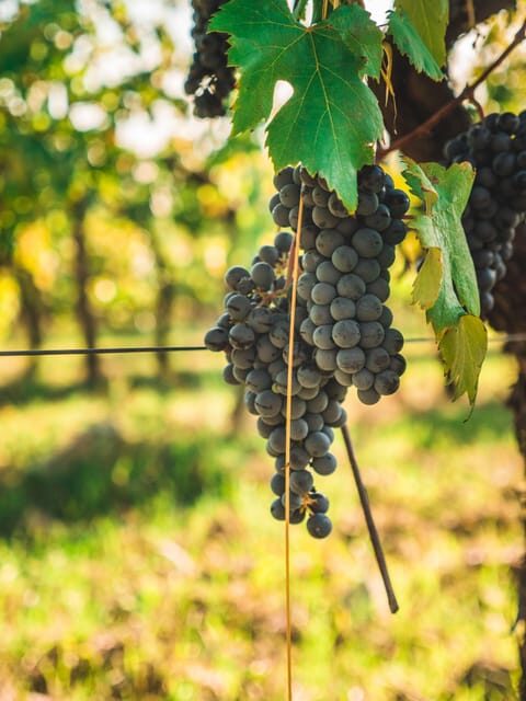 Chianti Organic wine tasting - The organic tasting lineup: five flavors that explain Chianti