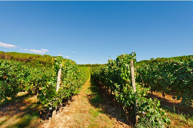 Chianti Region and San Gimignano including wine tasting and light lunch - Price and value: what you’re paying for