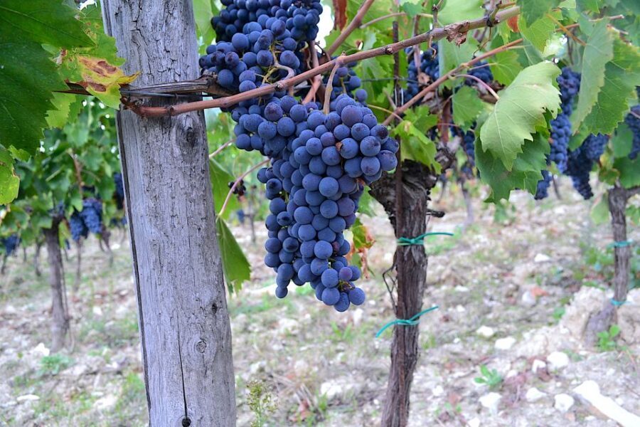 Chianti Rufina: Wine Tour in Castle & Historical Villa - Practical tips so your day stays easy