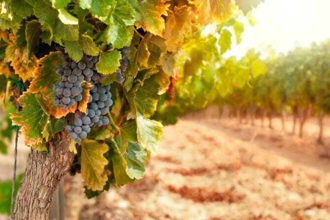 Chianti & Supertuscan Private Tour 2 Wineries with light lunch - Pairing food with wine: oil, balsamic, and the Tuscan flavor checklist