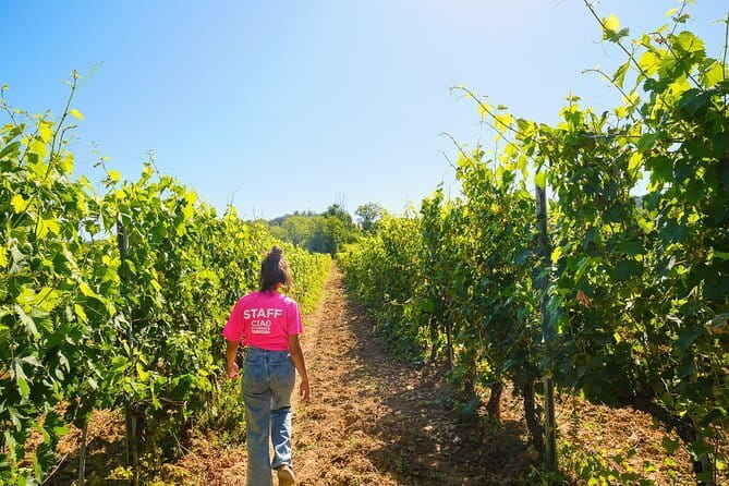 Chianti Vineyards Escape from Florence with Two Wine Tastings - Start at Piazzale Montelungo, Then Enjoy the Drive and Gallo Nero Talk