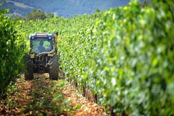 Chianti Vineyards Tours in Private Luxury Van from Florence - Key highlights to zero in on