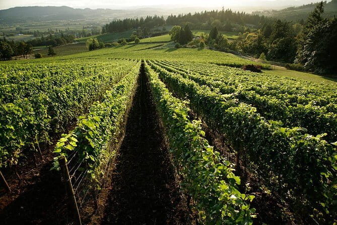 Chianti Vineyards Tours in Private Luxury Van from Florence - Greve in Chianti and Falorni butcher shop snacks: a strong first stop