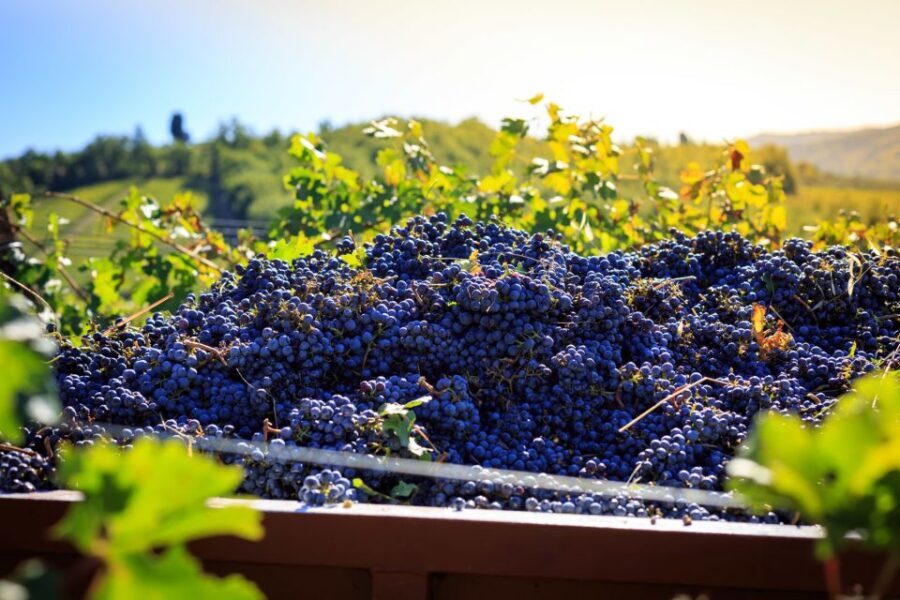 Chianti: Wine and Olive Oil Tasting with Cellar Tour - Key takeaways before you go