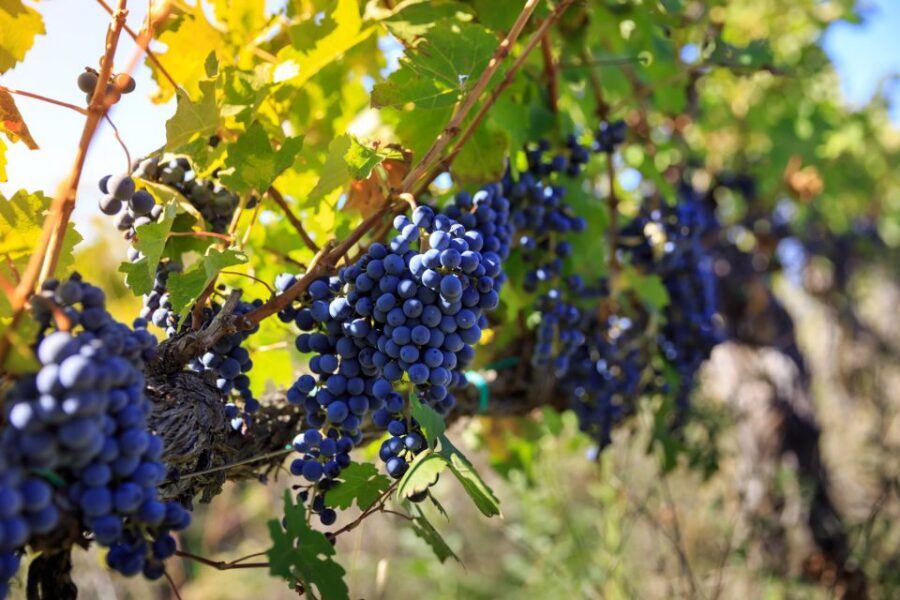 Chianti: Wine and Olive Oil Tasting with Cellar Tour - Price and value: what $39.86 buys you