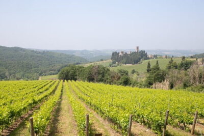 Chianti Wine Tastings Day Trip at Sunset from Florence - Greve in Chianti and Montefioralle: the perfect pacing break