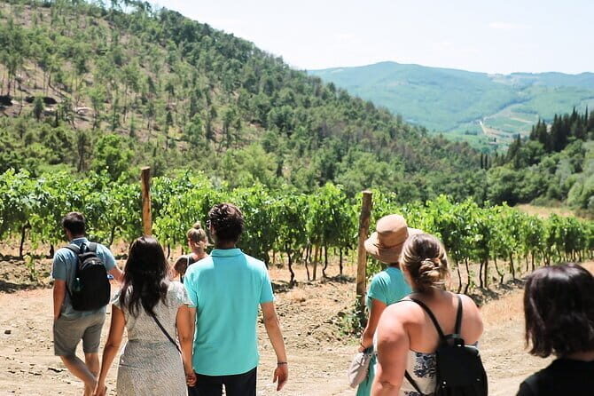 Chianti Wine Tour: Two Wine Tastings, Vineyards and Cellar Visit - Air-conditioned bus logistics: smooth rides, big expectations