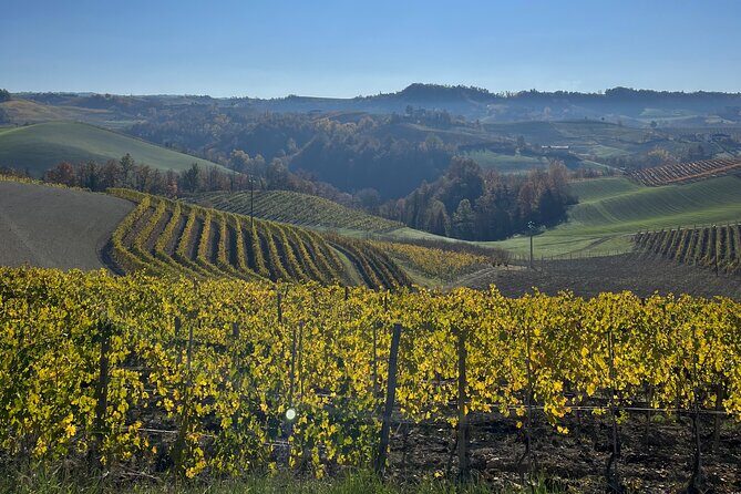 Discover Brunello Wines with DiWine Experience - Meeting Siena Like a Local: 9:30 am Start, San Domenico Plaza